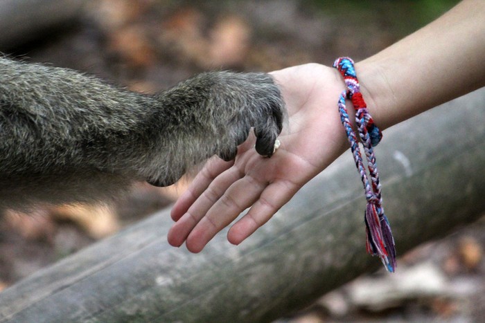 Ilustrasi Adopsi Simpanse Monkey hand holding child hand