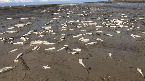 Bahaya Marine Heatwave: Dampak dan Cara Mengatasi Suhu Laut