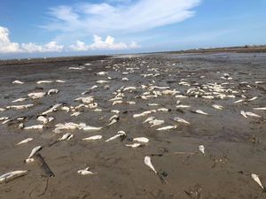 Viral Ribuan Ikan Mati di Pinggir Pantai Batu Bara Sumut