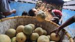 Penjualan Melon Meningkat Selama Ramadhan