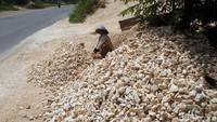 Hasil pecahan batu para wanita ini nantinya dijual ke pedagang lokal atau diangkut ke truk untuk dikirim ke proyek bangunan.