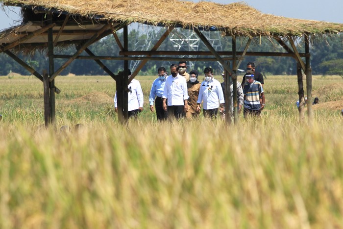 Presiden Joko Widodo (tengah) didampingi Menteri Pertanian Syahrul Yasin Limpo (ketiga kanan), Dirut Perum Bulog Budi Waseso (kedua kiri) dan Bupati Indramayu Nina Agustina (keempat kanan) menghadiri panen raya padi di desa Wanasari, Bangodua, Indramayu, Jawa Barat, Rabu (21/4/2021). Selain menghadiri panen raya, Presiden Jokowi juga berdialog untuk menerima keluhan para petani. ANTARA FOTO/Dedhez Anggara/aww.
