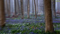 Meski sepi, kurangnya wisatawan juga menguntungkan bagi ladang bunga di Hallerbos. Biasanya bunga akan terinjak injak dan tak tumbuh di tahun berikutnya. Jadi setelah pandemi, ladang ini kemungkinan akan lebih baik. (AP)