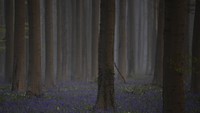 Bunga sakura di Jepang, ladang tulip Keukenhof di Belanda hingga Bluebell ungu di Hallerboss Belgia menunjukan pesonanya. Semua terlihat indah di musim semi ini. (AP)