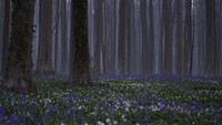 Biasanya, ada 100 ribu pengunjung yang datang dalam tiga pekan ke ladang bluebell ungu di Hallerboss, Belgia. Namun karena Corona, wisatawan tak diperkenankan melihat bunga-bunga indah tersebut. (AP) 