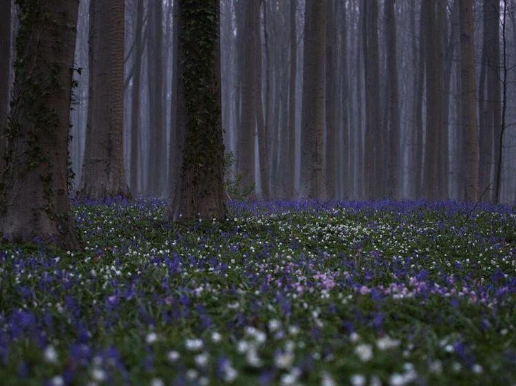Foto: Pesona Mekarnya Bunga-Bunga Cantik di Tengah Pandemi