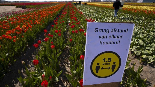 Sedangkan ladang tulip Keukenhof d Belanda memiliki 1,5 juta orang mengunjunginya dalam delapan minggu sebelum Corona. (AP) Sedangkan ladang tulip Keukenhof d Belanda memiliki 1,5 juta orang mengunjunginya dalam delapan minggu sebelum Corona. (AP)