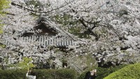 Bunga sakura di Jepang pun bermekar cantik pada bulan lalu. Namun tak seperti biasanya, ada larangan untuk tidak berkumpul saat menikmati keindahan sakura. (AP)