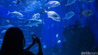 Seperti diketahui, Jakarta Aquarium Safari jadi salah satu tempat wisata yang ramai dikunjungi warga. Pasalnya di sana pengunjung juga dapat mengenal dan melihat beragam biota laut yang dipamerkan.
