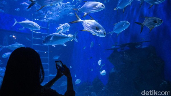 Seperti diketahui, Jakarta Aquarium Safari jadi salah satu tempat wisata yang ramai dikunjungi warga. Pasalnya di sana pengunjung juga dapat mengenal dan melihat beragam biota laut yang dipamerkan. Seperti diketahui, Jakarta Aquarium Safari jadi salah satu tempat wisata yang ramai dikunjungi warga. Pasalnya di sana pengunjung juga dapat mengenal dan melihat beragam biota laut yang dipamerkan.
