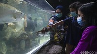 Kehadiran beragam satwa akuatik dan non-akuatik itu membuat Jakarta Aquarium Satwa jadi salah satu tempat wisata yang kerap dikunjungi warga untuk menunggu waktu berbuka puasa.