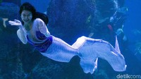 Seorang putri duyung unjuk penampilan saat melakukan atraksi di Jakarta Aquarium Safari, Jakarta, Rabu (21/4/2021).  