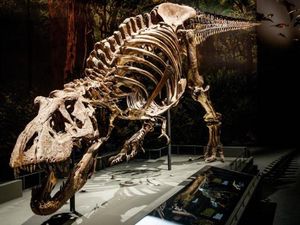 Studi Terbaru: Ternyata T-Rex Jalannya Lambat