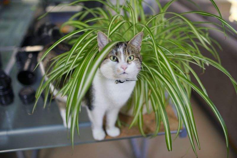 Tanaman Hias Spider Plant Foto: Getty Images/iStockphoto/kodachrome25