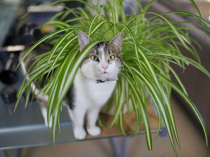 Rahasia Rawat Tanaman Lili Paris agar Tetap Happy dan Sehat