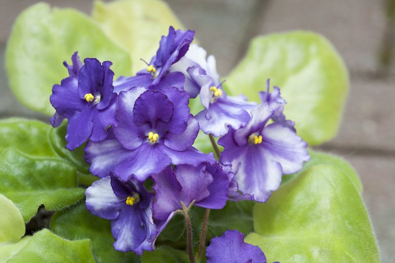 bunga violet Afrika. Foto: Getty Images/gladassfanny