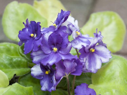 A group of african violet flowers.