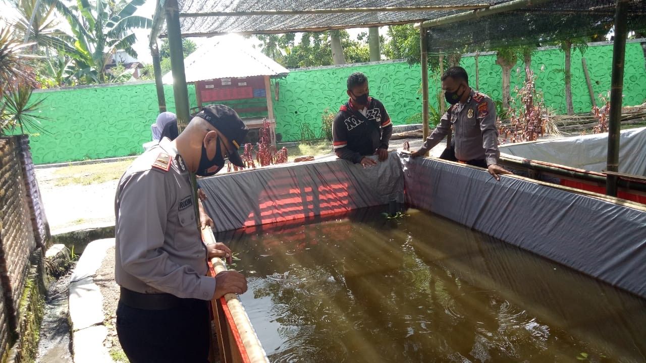 Wujudkan Ketahanan Pangan, Desa Moyo Mekar Kembangkan Budi Daya Lele