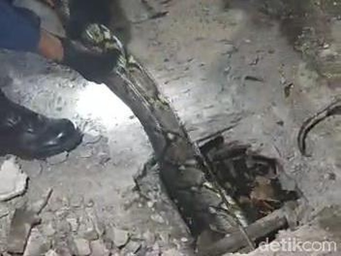 Ular sanca sepanjang 6 meter dievakuasi Damkar Bojonegoro. Dalam proses evakuasi, petugas terpaksa harus membobol penutup drainase.