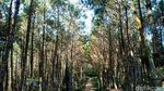 Foto: Destinasi Wisata untuk Ngabuburit di Lembang