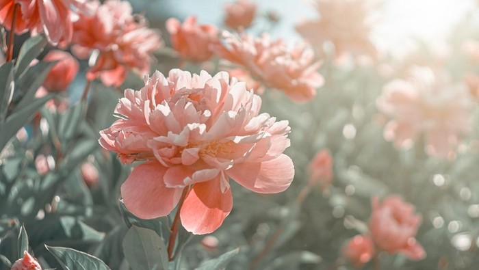 bunga peony bunga peony