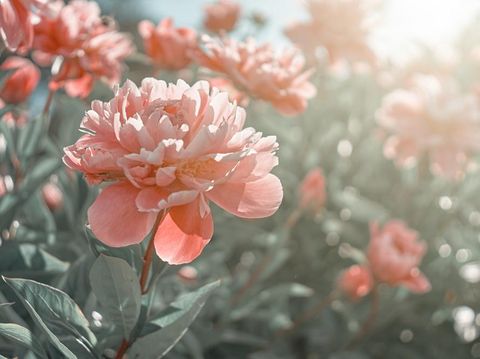 bunga peony Foto: Shutterstock/