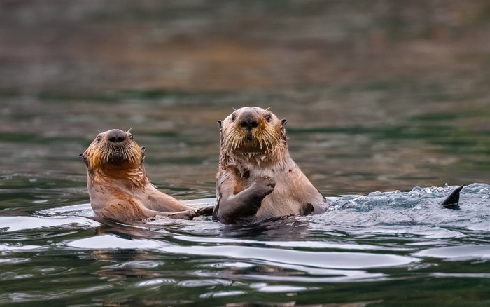 Ilustrasi otter