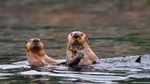 Fakta Tentang Otter, Hewan Gemoy Mirip Berang-berang