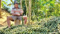 Sejumlah warga mengolah kolang-kaling di Dusun Segabuk, Desa Ngargoretno, Kecamatan Salaman, Kabupaten Magelang, Jawa Tengah. 