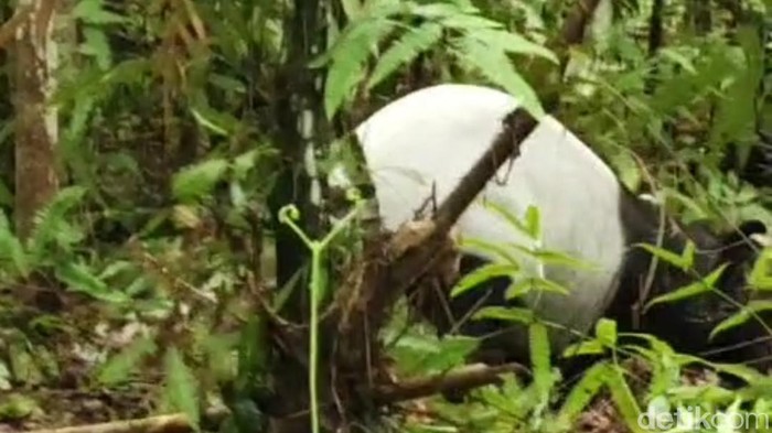 Seekor tapir di Indragiri Hulu, Riau terekam kamera terkena jerat babi hutan. Namun, tapir itu hilang saat akan diselamatkan masyarakat peduli satwa dan BBKSA Riau (BBKSDA Riau)