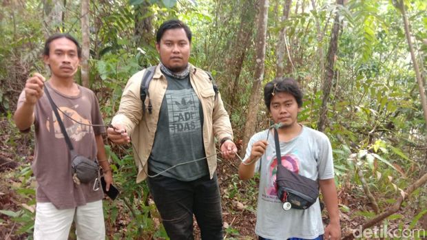 Seekor tapir di Indragiri Hulu, Riau terekam kamera terkena jerat babi hutan. Namun, tapir itu hilang saat akan diselamatkan masyarakat peduli satwa dan BBKSA Riau (BBKSDA Riau)