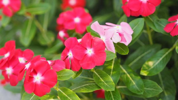 Tanaman Hias Tapak Dara Common name West Indian periwinkle, Madagascar periwinkle, Bringht eye, Indian periwinkle, Cape periwinkle, Pinkle-pinkle, Pink periwinkle, Vinca, Cayenne jasmine, Rose periwinkle, Old maid Scientific name Catharanthus roseus flower have pink and red color environment nature background