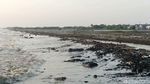 Miris Tumpahan Minyak Cemari Pantai di Karawang