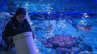 Profesi yang digeluti Evelyn memiliki tanggung jawab yang sangat besar terhadap satwa di JAQS. Evelyn secara langsung terlibat dalam kegiatan perawatan biota-biota laut.