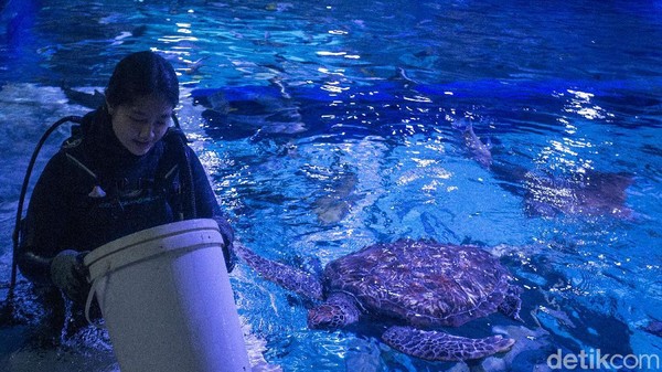Profesi yang digeluti Evelyn memiliki tanggung jawab yang sangat besar terhadap satwa di JAQS. Evelyn secara langsung terlibat dalam kegiatan perawatan biota-biota laut. Profesi yang digeluti Evelyn memiliki tanggung jawab yang sangat besar terhadap satwa di JAQS. Evelyn secara langsung terlibat dalam kegiatan perawatan biota-biota laut.
