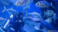Profesi yang dimiliki Evelyn, merupakan profesi yang jarang dilirik kaum perempuan. Kriteria profesi sebagai Aquarist membutuhkan fisik yang cukup kuat seperti mengangkat tabung, suhu air yang cukup dingin, serta tuntutan waktu kerja yang sangat ketat diikuti dengan standart yang cukup tinggi. 