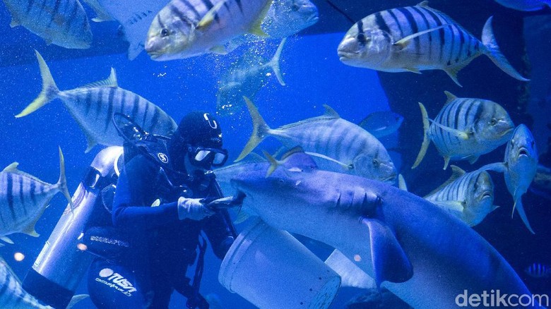Kenalan dengan Lin, Si Gadis Perawat Satwa yang Serba Bisa Lindiana awali kariernya di JAQS sebagai pemandu. Ketertarikannya pada satwa membuat ia belajar merawat satwa hingga ambil sertifikasi selam demi jadi aquarist.