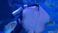 Menurut Evelyn, ia dan kaum perempuan dapat memainkan peran dalam profesi Aquarist dengan baik dikarenakan perempuan cenderung lebih teliti terhadap hal-hal kecil yang sangat berpengaruh dalam dunia perakuariuman, misalnya ia dituntut untuk lebih peka terhadap perubahan yang tidak biasanya seperti perilaku biota laut, penyakit, dan kotoran pada exhibit.