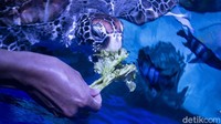 Suka duka pun turut dirasakan Lin saat mengemban tugasnya sebagai seorang aquarist salah satunya perasaan sedih ketika melihat satwa yang dirawatnya tak mau makan dan sakit.