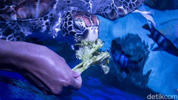 Suka duka pun turut dirasakan Lin saat mengemban tugasnya sebagai seorang aquarist salah satunya perasaan sedih ketika melihat satwa yang dirawatnya tak mau makan dan sakit. Suka duka pun turut dirasakan Lin saat mengemban tugasnya sebagai seorang aquarist salah satunya perasaan sedih ketika melihat satwa yang dirawatnya tak mau makan dan sakit.