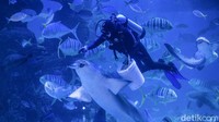 Ia pun memiliki mimpi untuk menjaga dan merawat seluruh satwa, khususnya satwa-satwa yang terancam punah. 