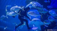 Evelyn Alexandra yang akrab disapa Evelyn tengah memberi makan satwa di Jakarta Aquarium & Safari (JAQS).
