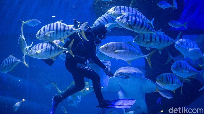 Lindiana awali kariernya di JAQS sebagai pemandu. Ketertarikannya pada satwa membuat ia belajar merawat satwa hingga ambil sertifikasi selam demi jadi aquarist.