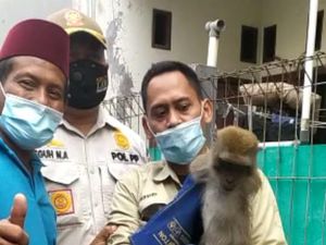 Heboh Monyet Lepas Serang Bocah hingga Terluka di Palmerah