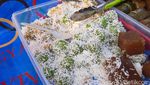 Jajan Es Buah dan Pastel Isi Bihun di Pasar Takjil Benhil