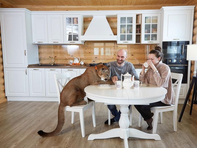 Singa gunung bernama Messi itu tinggal di dalam apartemen Aleksandr dan Maria. Tidak diletakkan di dalam kandang, Messi dengan santai berkeliaran di dalam rumah, bahkan makan dan tidur bersama. Foto: dok. Instagram/@l_am_puma