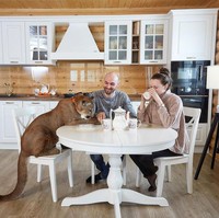 Singa gunung bernama Messi itu tinggal di dalam apartemen Aleksandr dan Maria. Tidak diletakkan di dalam kandang, Messi dengan santai berkeliaran di dalam rumah, bahkan makan dan tidur bersama. Foto: dok. Instagram/@l_am_puma