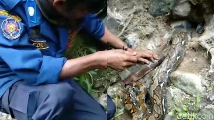 Ular Sanca di Sukabumi
