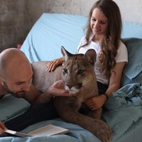 Messi bahkan kini menjadi bintang Instagram. Punya akun Instagram bernama @l_am_puma, singa gunung tersebut memiliki followers mencapai 1,5 juta.  Foto: dok. Instagram/@l_am_puma