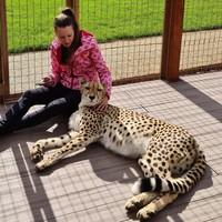 Pasangan asal Rusia itu kini tidak hanya memiliki peliharaan singa gunung, namun dia memasukkan binatang buas lainnya di rumahnya, yakni seekor cheetah.  Foto: dok. Instagram/@l_am_puma